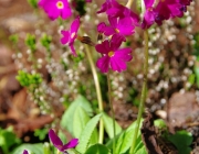 Kugel-Primel (Primula denticulata)