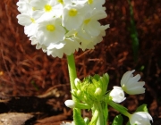 Kugel-Primel (Primula denticulata)