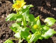 Gemswurz (Doronicum orientale)