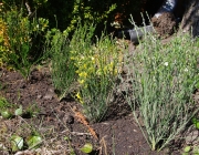 Besenginster (Cytisus scoparius)