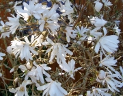 Sternmagnolie (Magnolia stellata)