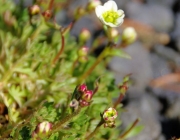 Moos-Steinbrech (Saxifraga x arendsii)