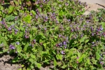 Lungenkraut (Pulmonaria officinalis)