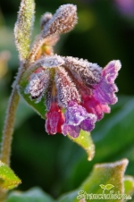 Lungenkraut (Pulmonaria officinalis)