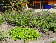 Lungenkraut (Pulmonaria officinalis)