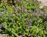 Lungenkraut (Pulmonaria officinalis)