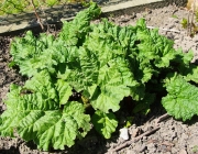 Rhabarber (Rheum rhabarbarum)