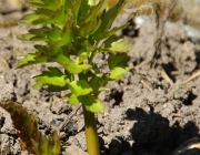 Liebstöckel (Levisticum officinale)