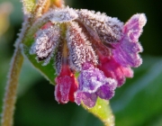 Lungenkraut (Pulmonaria officinalis)
