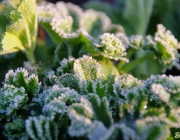 Frauenmantel (Alchemilla)