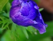 Kronen-Anemone (Anemone coronaria)