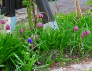 Schachblume (Fritillaria meleagris)
