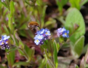 Großer Wollschweber (Bombylius major)