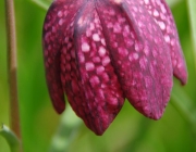 Schachblume (Fritillaria meleagris)