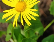 Gemswurz (Doronicum orientale)
