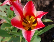 Mini-Tulpen