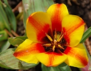 Mini-Tulpen