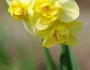 Narzissen (Narcissus)