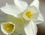 Narzissen (Narcissus)