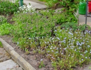 Vergissmeinnicht (Myosotis)