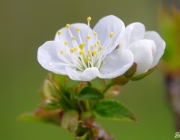 Kirschblüte
