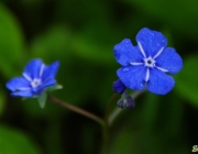 Kaukasusvergissmeinnicht (Brunnera)