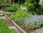 Vergissmeinnicht (Myosotis)