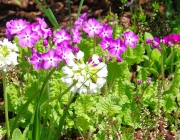 Kugel-Primel (Primula denticulata)