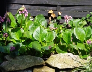 Bergenie (Bergenia)