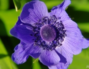Kronen-Anemone (Anemone coronaria)