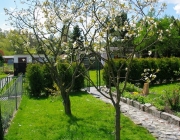 Sauerkirschbäume (Prunus cerasus)