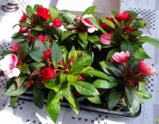 Fleißige Lieschen (Impatiens walleriana)