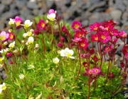 Moos-Steinbrech (Saxifraga x arendsii)