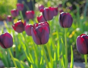 Tulpen