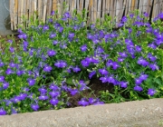 Männertreu (Lobelia erinus)