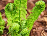 Europäischer Straußenfarn (Matteuccia struthiopteris)