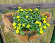 Husarenknöpfchen (Sanvitalia procumbens)