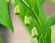 Salomonssiegel (Polygonatum multiflorum)