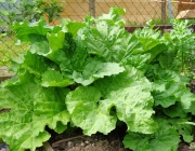 Rhabarber (Rheum rhabarbarum)