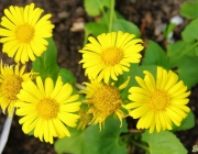 Gemswurz (Doronicum orientale)
