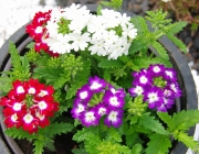 Eisenkraut (Verbena)