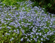Vergissmeinnicht (Myosotis)