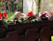 Fleißige Lieschen (Impatiens walleriana)