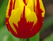 Tulpe