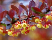 Thunberg-Berberitze (Berberis thunbergii)