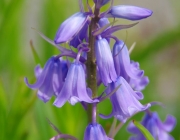 Hasenglöckchen (Hyacinthoides)