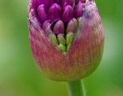 Zierlauch (Allium)