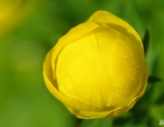 Trollblume (Trollius europaeus)