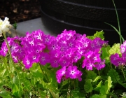 Primeln (Primula)