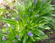 Hasenglöckchen (Hyacinthoides)